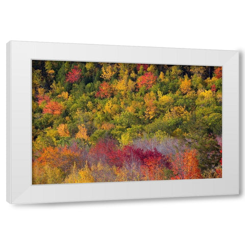 Maine Fall foliage in Acadia National Park White Modern Wood Framed Art Print by Wells, Joanne