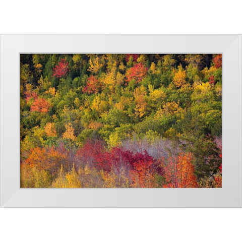 Maine Fall foliage in Acadia National Park White Modern Wood Framed Art Print by Wells, Joanne