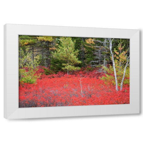 Maine Red blueberry bushes in Acadia National Park White Modern Wood Framed Art Print by Wells, Joanne