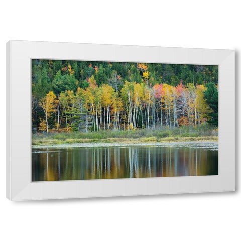 Maine Fall reflections at Beaver Dam Pond in Acadia National Park White Modern Wood Framed Art Print by Wells, Joanne