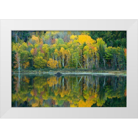 Maine Reflections at Beaver Dam Pond in Acadia National Park White Modern Wood Framed Art Print by Wells, Joanne