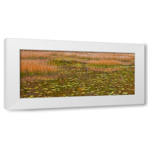USA-New England-Maine-Mt-Desert Island-Acadia National park with lily pads in small pond with golde White Modern Wood Framed Art Print by Gulin, Sylvia