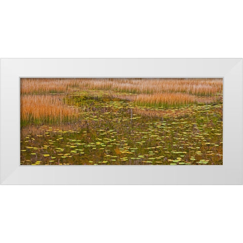 USA-New England-Maine-Mt-Desert Island-Acadia National park with lily pads in small pond with golde White Modern Wood Framed Art Print by Gulin, Sylvia