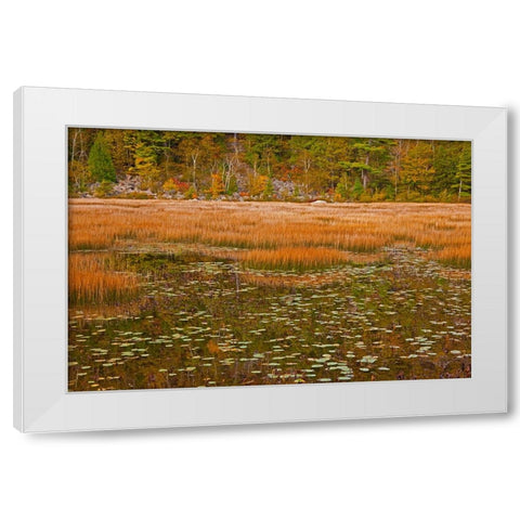 USA-New England-Maine-Mt-Desert Island-Acadia National park with lily pads in small pond with golde White Modern Wood Framed Art Print by Gulin, Sylvia