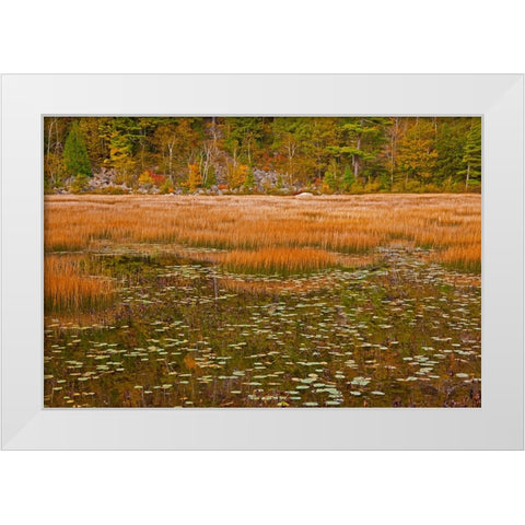 USA-New England-Maine-Mt-Desert Island-Acadia National park with lily pads in small pond with golde White Modern Wood Framed Art Print by Gulin, Sylvia