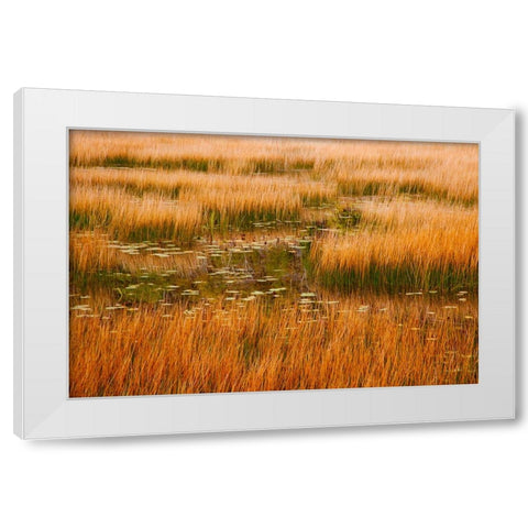 USA-New England-Maine-Mt-Desert Island-Acadia National park with lily pads in small pond with golde White Modern Wood Framed Art Print by Gulin, Sylvia
