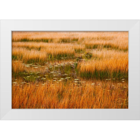USA-New England-Maine-Mt-Desert Island-Acadia National park with lily pads in small pond with golde White Modern Wood Framed Art Print by Gulin, Sylvia