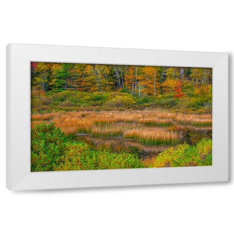 USA-New England-Maine-Mt-Desert Island-Acadia National park with lily pads in small pond with golde White Modern Wood Framed Art Print by Gulin, Sylvia