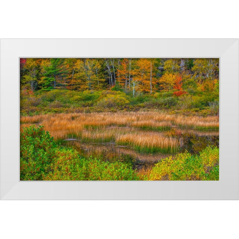 USA-New England-Maine-Mt-Desert Island-Acadia National park with lily pads in small pond with golde White Modern Wood Framed Art Print by Gulin, Sylvia