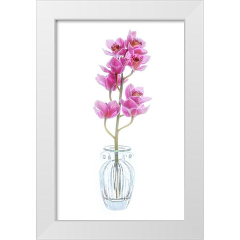 Maryland-Bethesda Flowers White Modern Wood Framed Art Print by Looney, Hollice