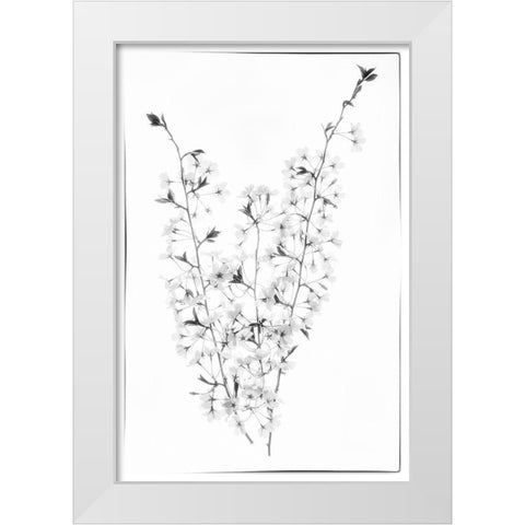 Maryland-Bethesda Cherry blossoms in black and white White Modern Wood Framed Art Print by Looney, Hollice