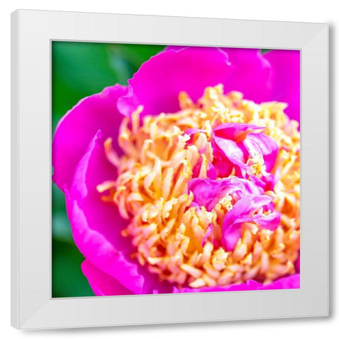 Maryland-Bethesda Springtime flower White Modern Wood Framed Art Print by Looney, Hollice