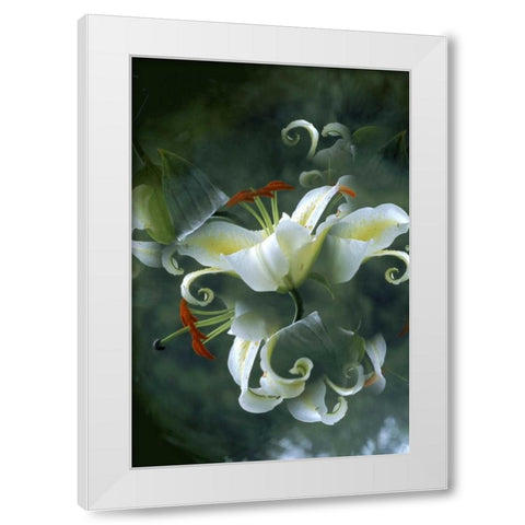 NY, Slingerlands Abstract of lily bouquet White Modern Wood Framed Art Print by Noble Gardner, Nancy