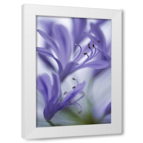 Massachusetts Detail of agapanthus flower White Modern Wood Framed Art Print by Noble Gardner, Nancy