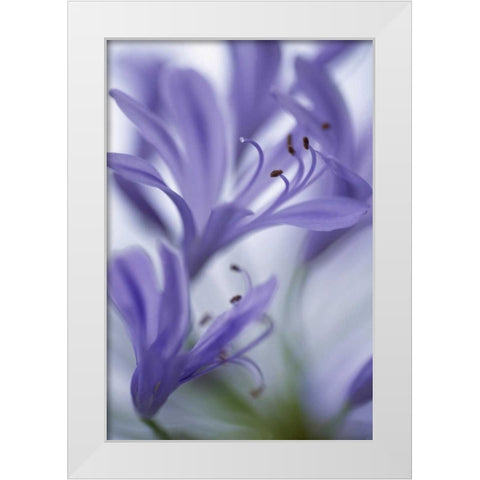 Massachusetts Detail of agapanthus flower White Modern Wood Framed Art Print by Noble Gardner, Nancy