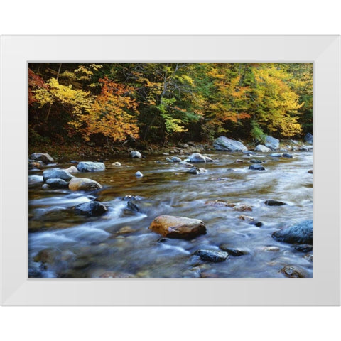 MA, Savoy Forest Autumn beside the Cold River White Modern Wood Framed Art Print by Flaherty, Dennis