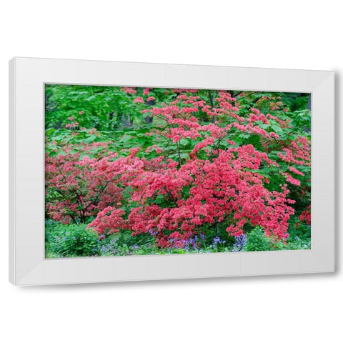 Pink Azalea Bush at Arnold Arboretum heralds springtime White Modern Wood Framed Art Print by Garber, Howie