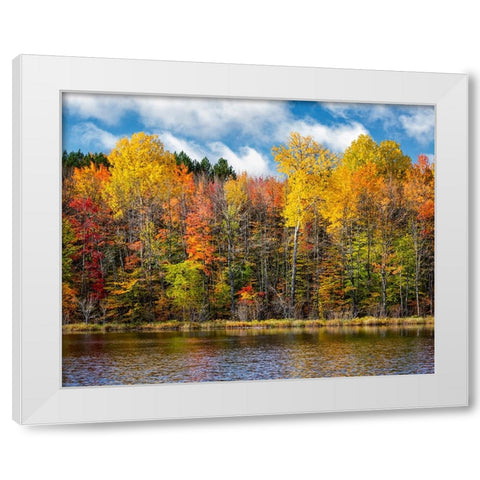 USA-Michigan-Upper Peninsula-Munising Autumn trees at Thornton Lake White Modern Wood Framed Art Print by Collins, Ann