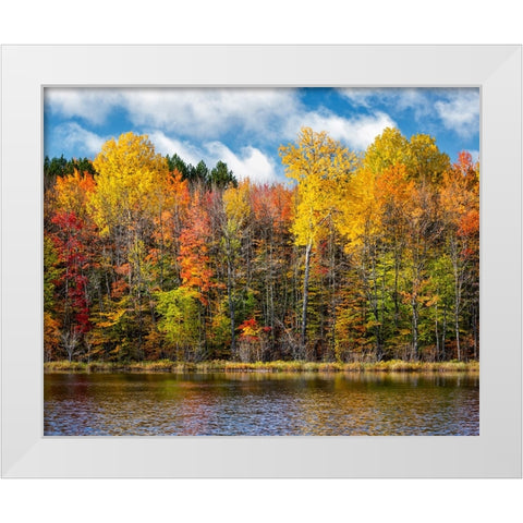 USA-Michigan-Upper Peninsula-Munising Autumn trees at Thornton Lake White Modern Wood Framed Art Print by Collins, Ann