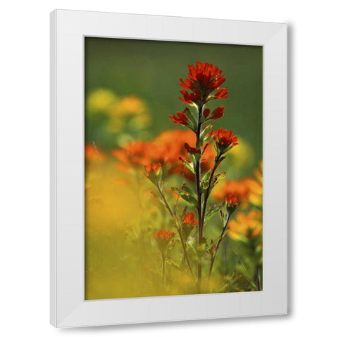 MI, Drummond Island, Red Indian paintbrush White Modern Wood Framed Art Print by Carlson, Mark