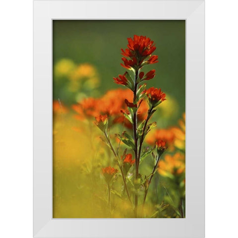MI, Drummond Island, Red Indian paintbrush White Modern Wood Framed Art Print by Carlson, Mark