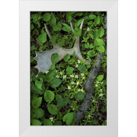 MI, Isle Royale NP, Moose antler in bunchberry White Modern Wood Framed Art Print by Carlson, Mark