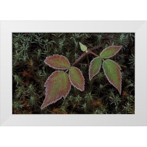 MI, Blackberry bramble leaves and hair cap moss White Modern Wood Framed Art Print by Carlson, Mark