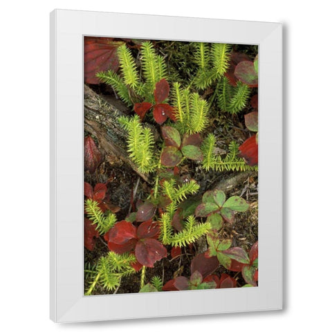 MI, Upper Peninsula, Club moss and bunchberry White Modern Wood Framed Art Print by Carlson, Mark