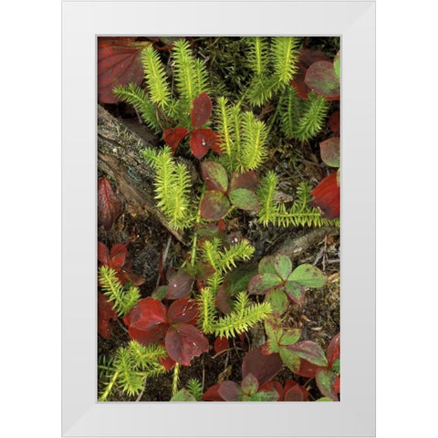MI, Upper Peninsula, Club moss and bunchberry White Modern Wood Framed Art Print by Carlson, Mark