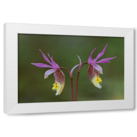 Michigan, Upper Peninsula, Calypso orchids White Modern Wood Framed Art Print by Carlson, Mark