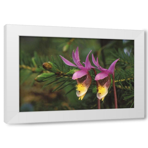 MI, Pair of calypso orchids by a balsam fir White Modern Wood Framed Art Print by Carlson, Mark