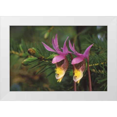 MI, Pair of calypso orchids by a balsam fir White Modern Wood Framed Art Print by Carlson, Mark