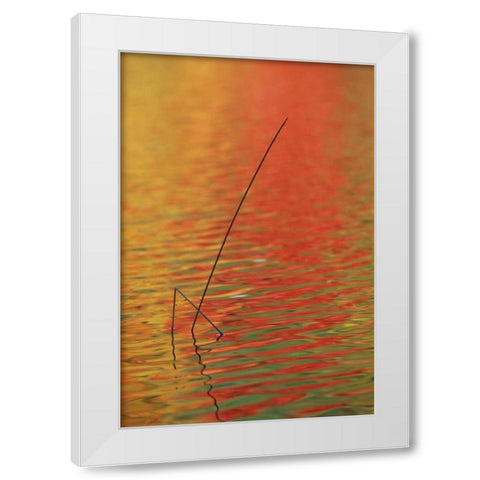 MI, Upper Peninsula, Two lake reeds in autumn White Modern Wood Framed Art Print by Carlson, Mark