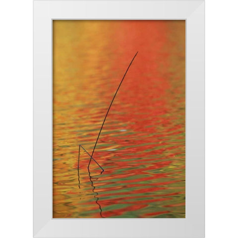 MI, Upper Peninsula, Two lake reeds in autumn White Modern Wood Framed Art Print by Carlson, Mark