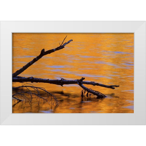 MI, Fallen birch snag in fall reflected in lake White Modern Wood Framed Art Print by Carlson, Mark