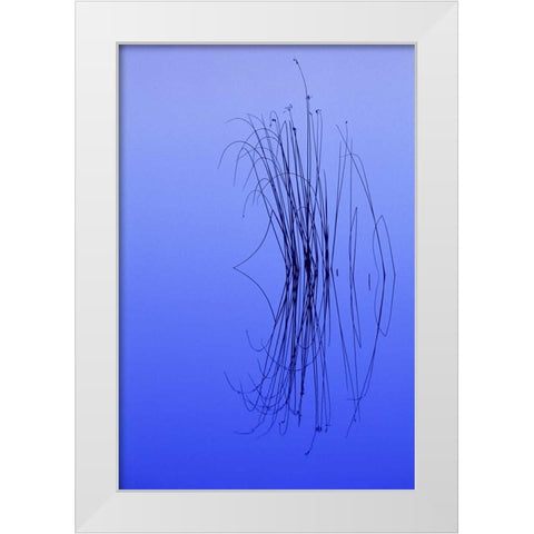 MI, Cluster of soft rushes reflects in a lake White Modern Wood Framed Art Print by Carlson, Mark