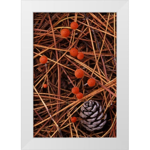 MI, Vermilion hygrophorus mushrooms White Modern Wood Framed Art Print by Carlson, Mark