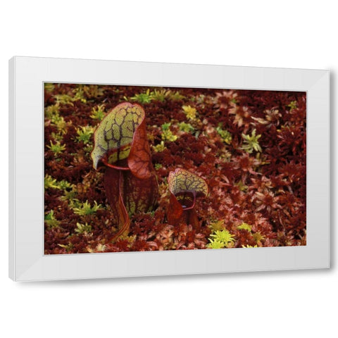 MI, Northern pitcher plants in sphagnum in autumn White Modern Wood Framed Art Print by Carlson, Mark