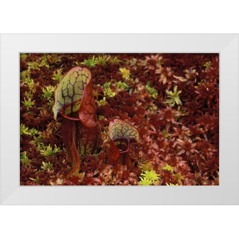 MI, Northern pitcher plants in sphagnum in autumn White Modern Wood Framed Art Print by Carlson, Mark