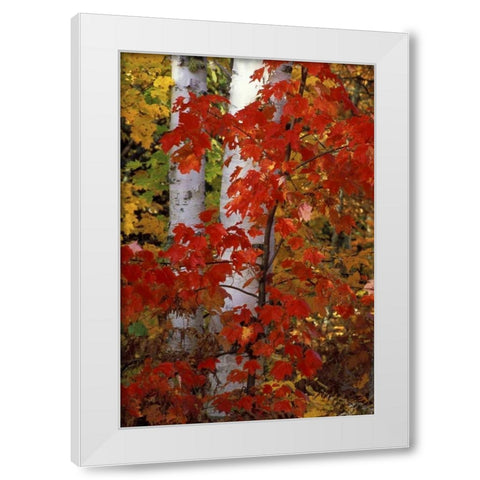MI, White paper birch with maple trees in Autumn White Modern Wood Framed Art Print by Carlson, Mark