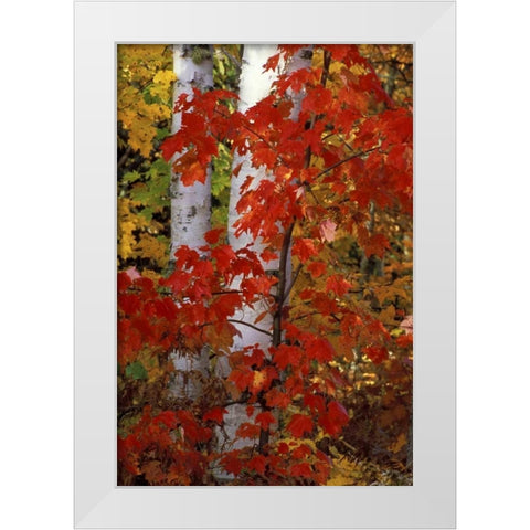 MI, White paper birch with maple trees in Autumn White Modern Wood Framed Art Print by Carlson, Mark