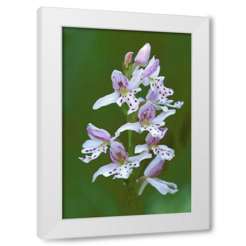 MI, Upper Peninsula, Small round-leafed orchis White Modern Wood Framed Art Print by Carlson, Mark