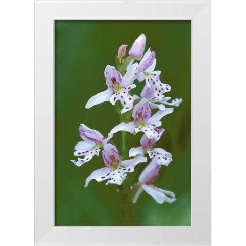 MI, Upper Peninsula, Small round-leafed orchis White Modern Wood Framed Art Print by Carlson, Mark