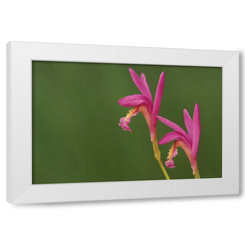 Michigan, Close-up of native orchids White Modern Wood Framed Art Print by Carlson, Mark