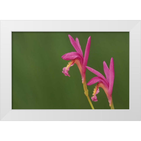 Michigan, Close-up of native orchids White Modern Wood Framed Art Print by Carlson, Mark