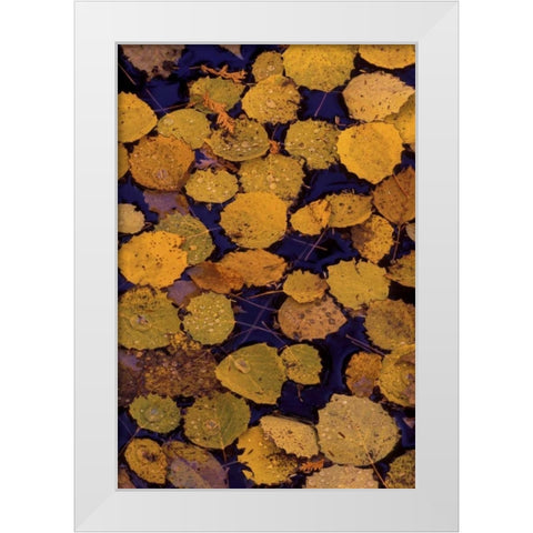 MI, Largetooth aspen leaves in Autumn on water White Modern Wood Framed Art Print by Carlson, Mark