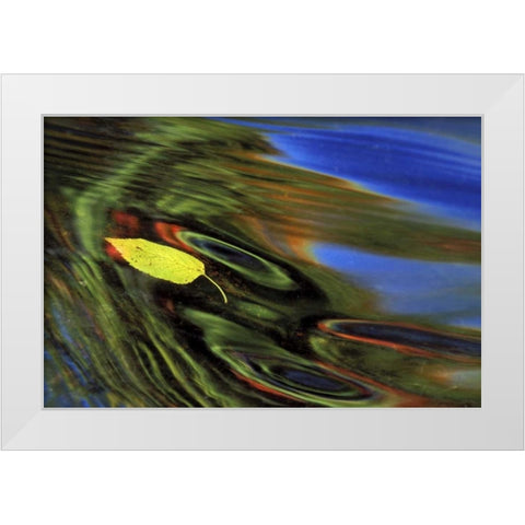 MI, Birch leaf in river with autumn reflections White Modern Wood Framed Art Print by Carlson, Mark