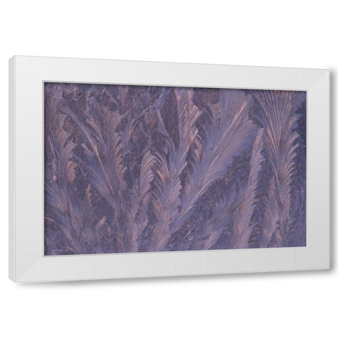 USA, Michigan, Feathery frost patterns on window White Modern Wood Framed Art Print by Carlson, Mark