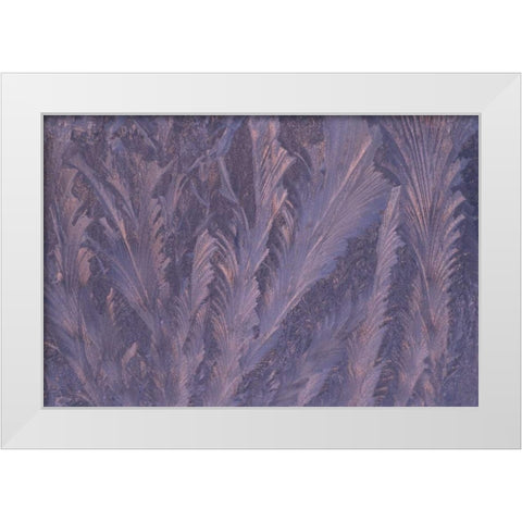 USA, Michigan, Feathery frost patterns on window White Modern Wood Framed Art Print by Carlson, Mark