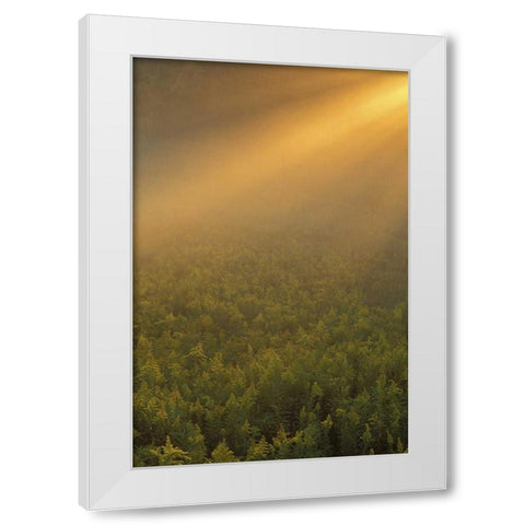 MI, Meadow of goldenrod in foggy summer sunlight White Modern Wood Framed Art Print by Carlson, Mark